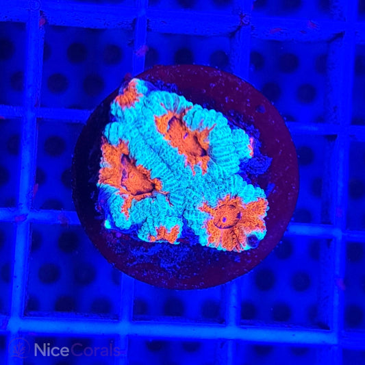 Acanthastrea