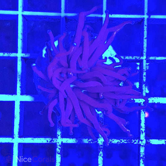 Euphyllia Torch