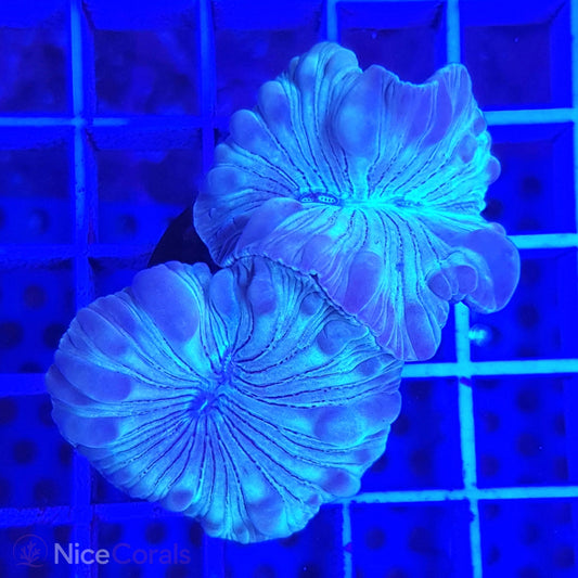 Nemenzophyllia
