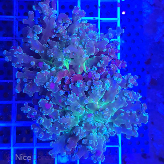 Euphyllia paradivisa