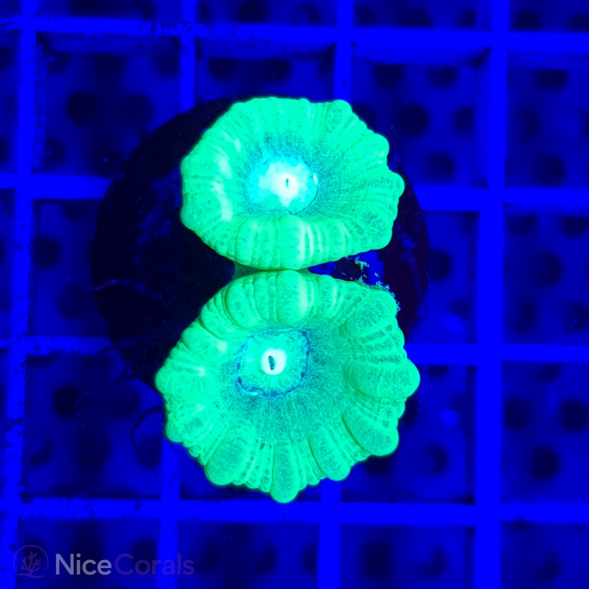 Caulastrea