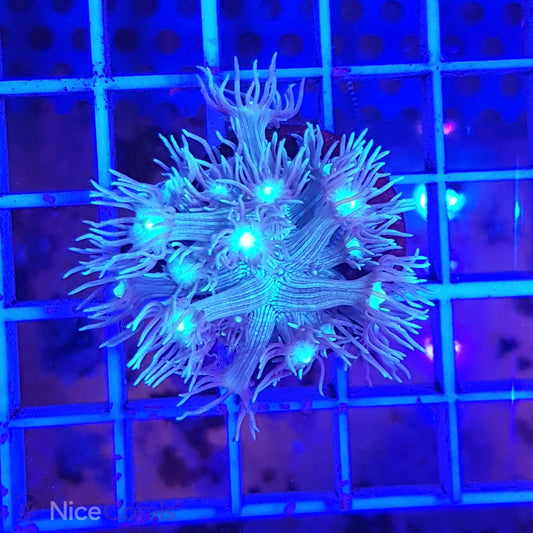 Goniopora