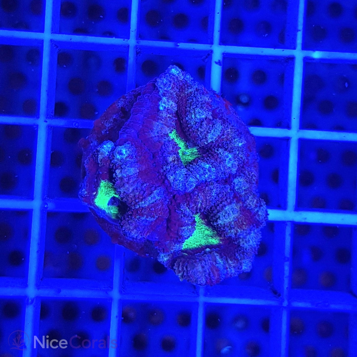 Acanthastrea
