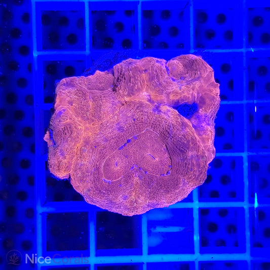 Acanthastrea bowerbanki