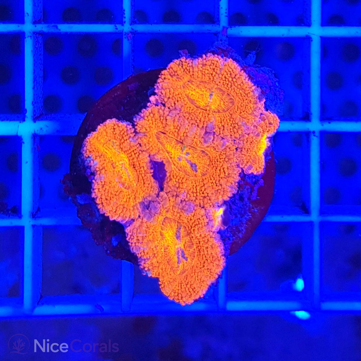 Acanthastrea