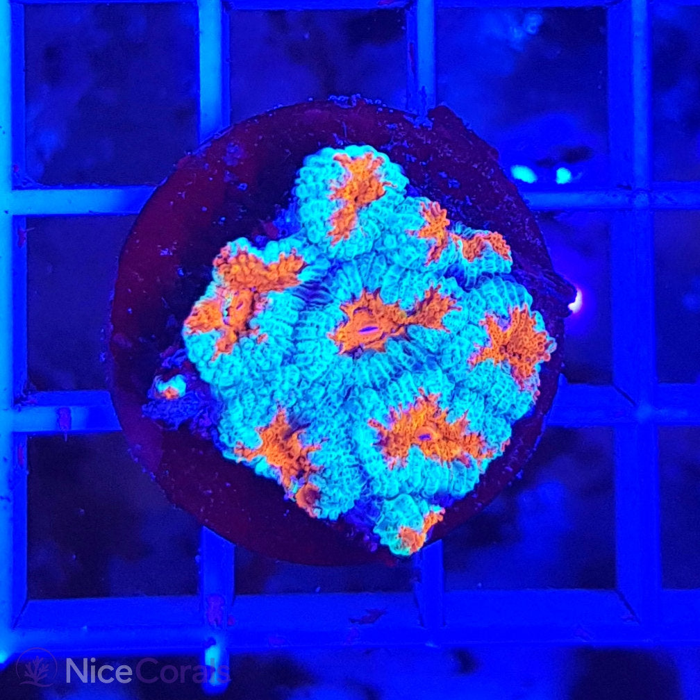 Acanthastrea