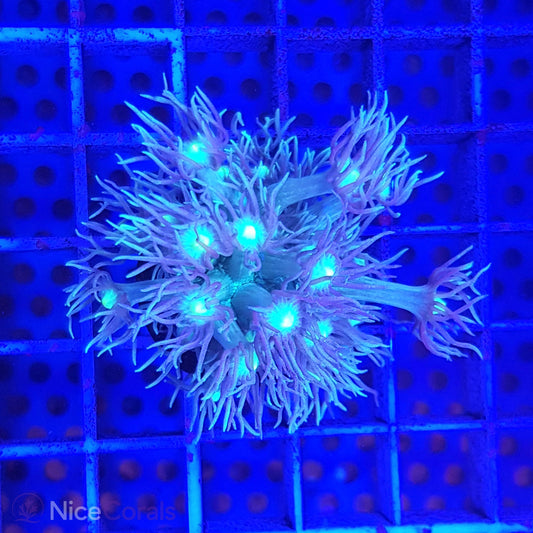 Goniopora