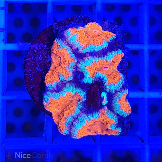 Acanthastrea