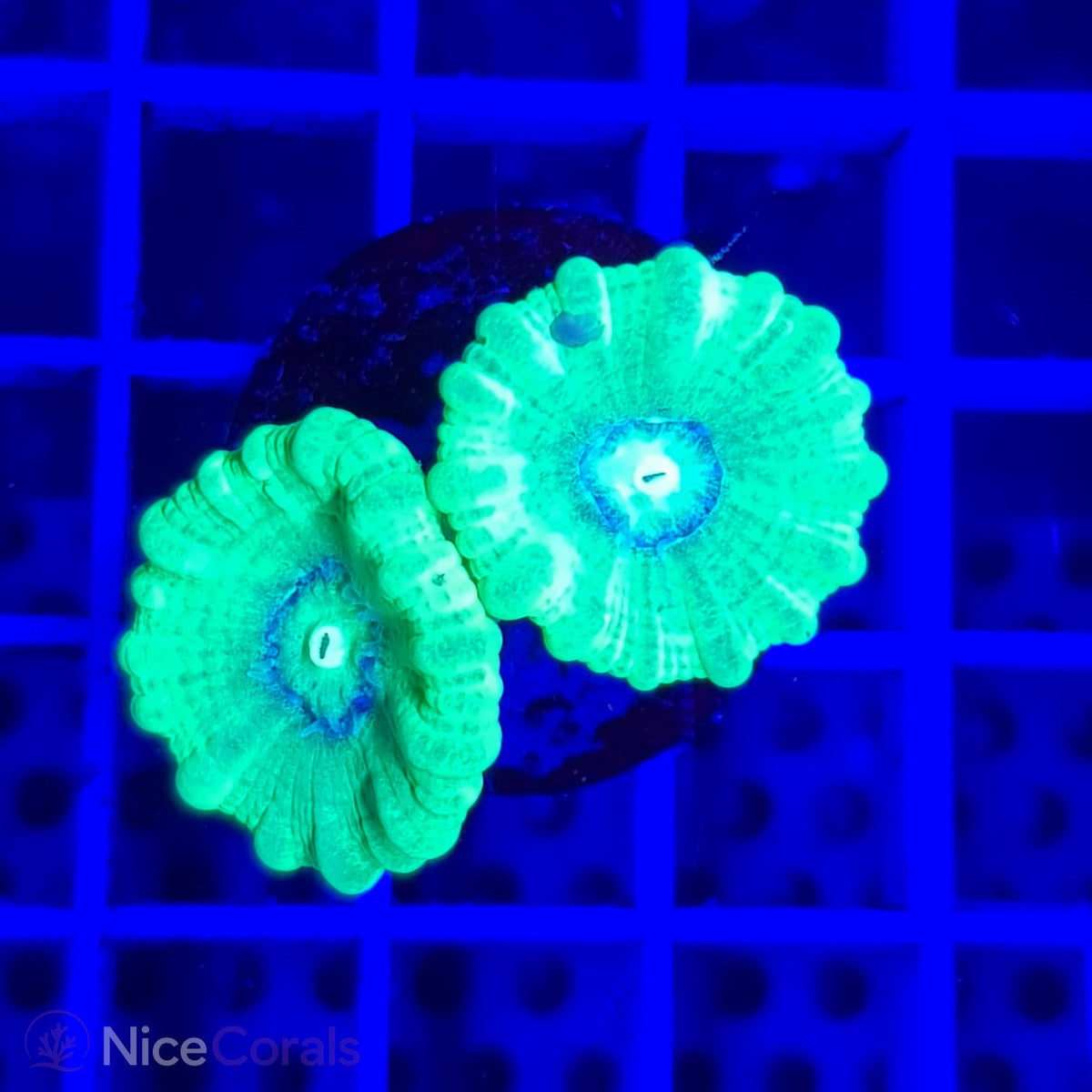 Caulastrea