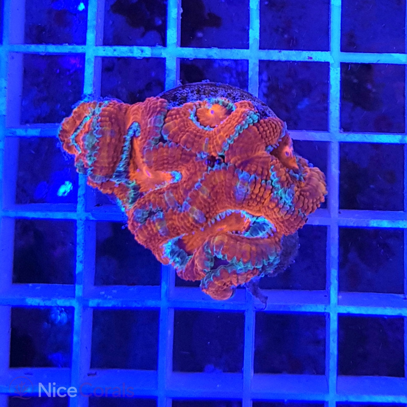 Acanthastrea