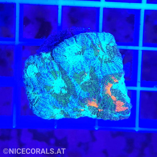 Acanthastrea echinata