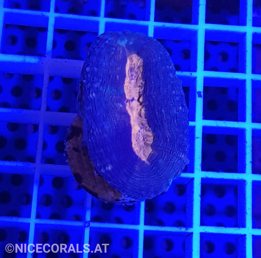 Lobophyllia