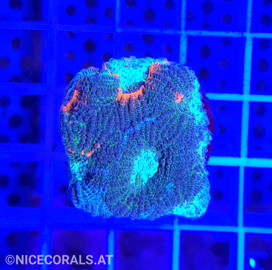 Acanthastrea echinata