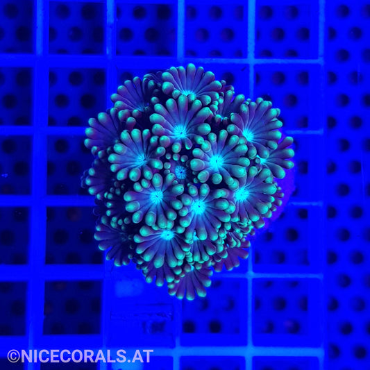 Alveopora