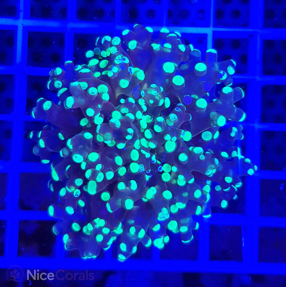 Euphyllia paradivisa