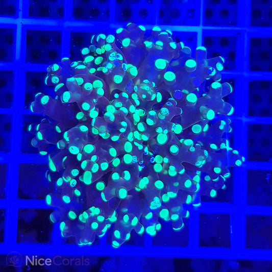 Euphyllia paradivisa