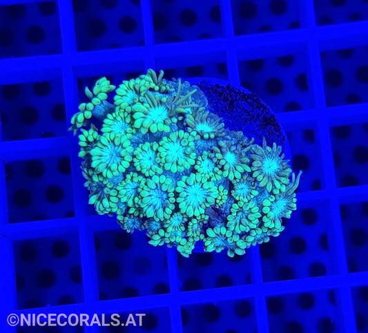 Goniopora