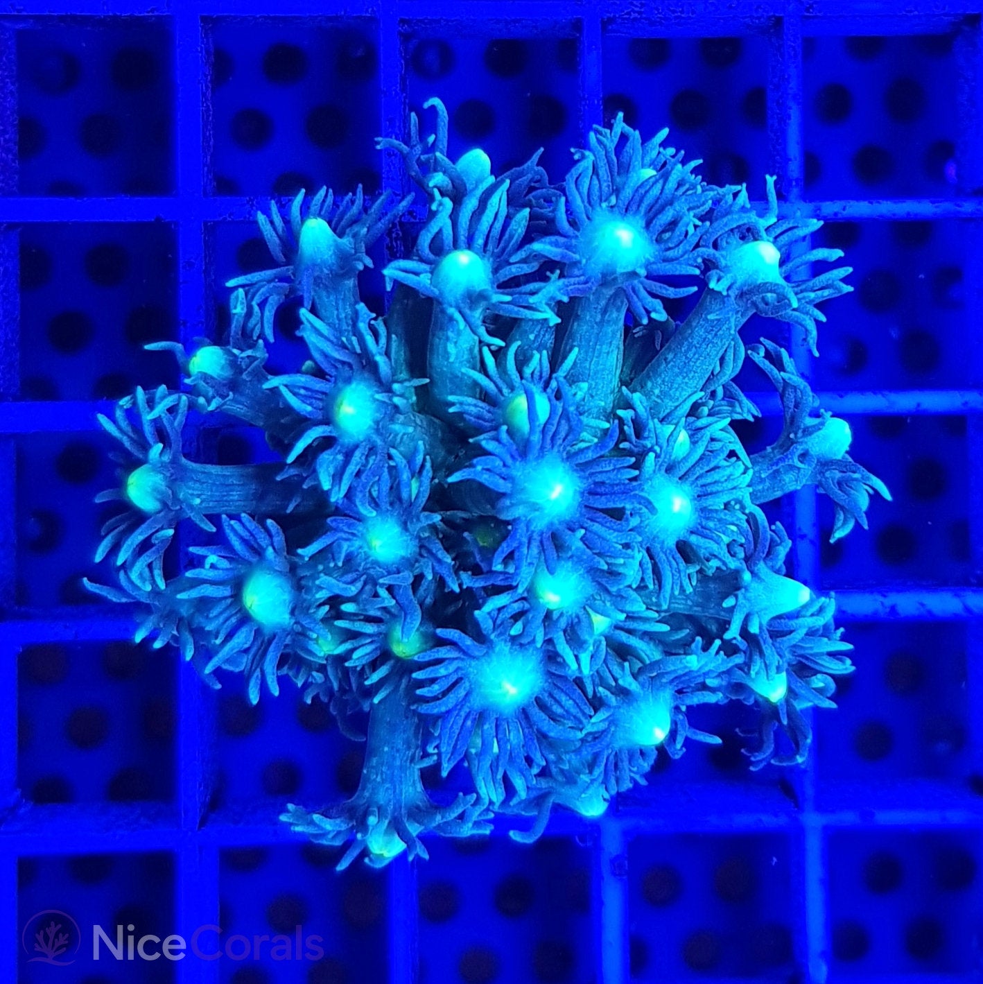 Goniopora