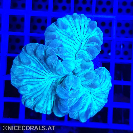 Nemenzophyllia