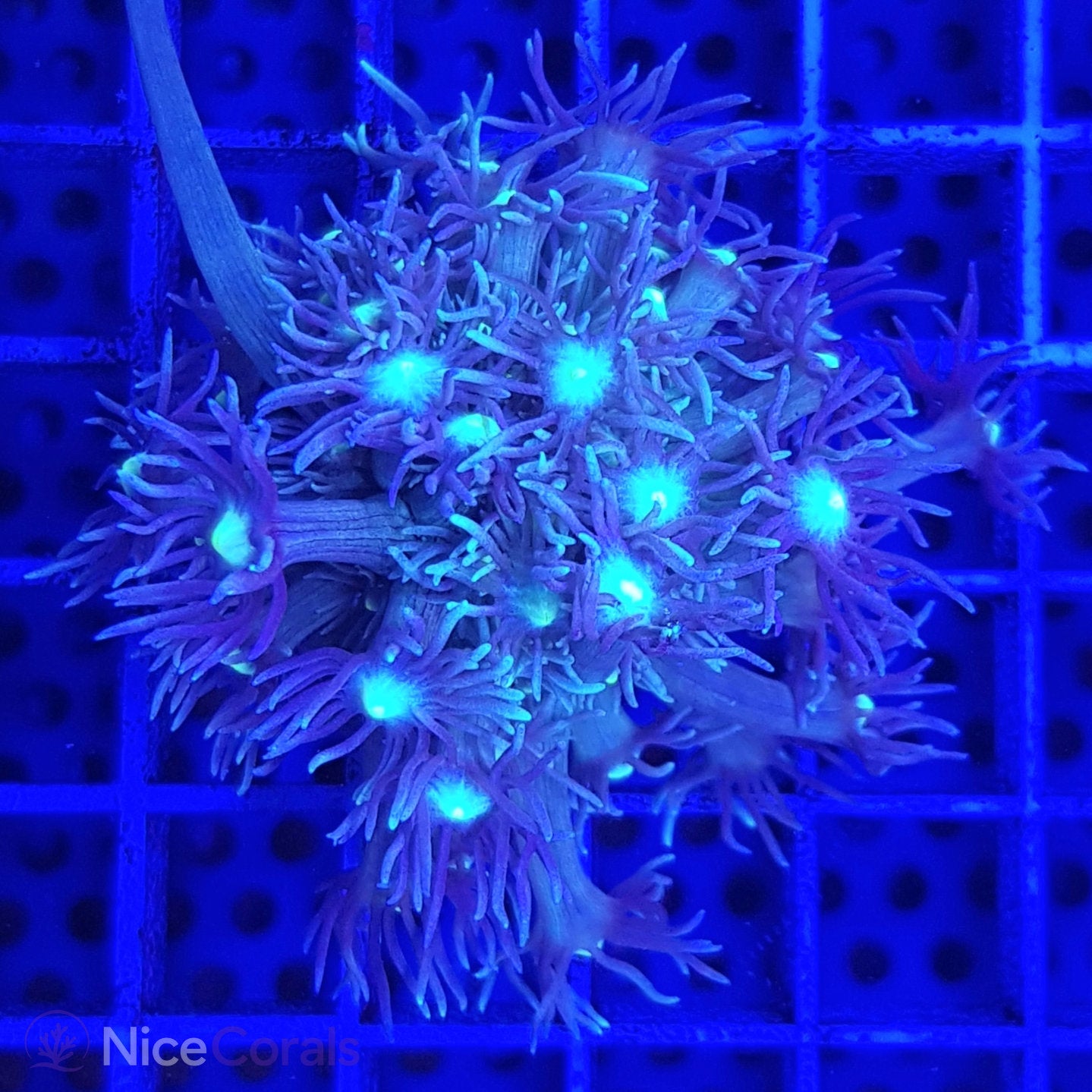 Goniopora