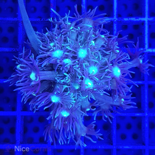 Goniopora