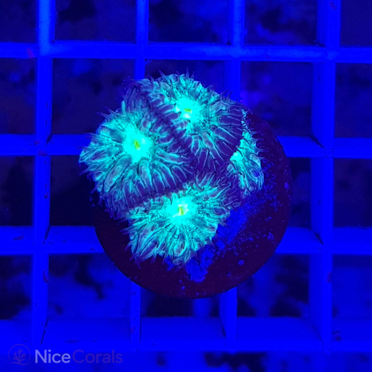 Blastomussa