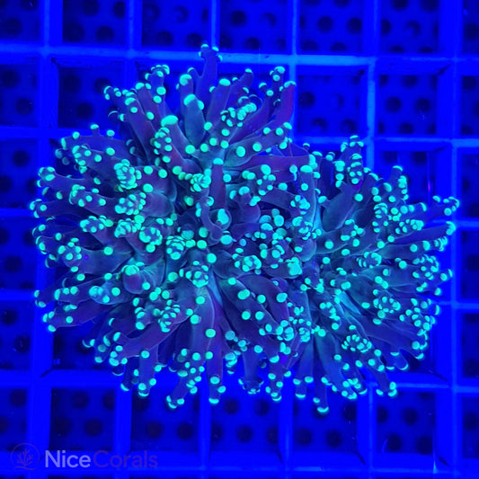 Euphyllia paradivisa