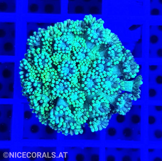 Goniopora