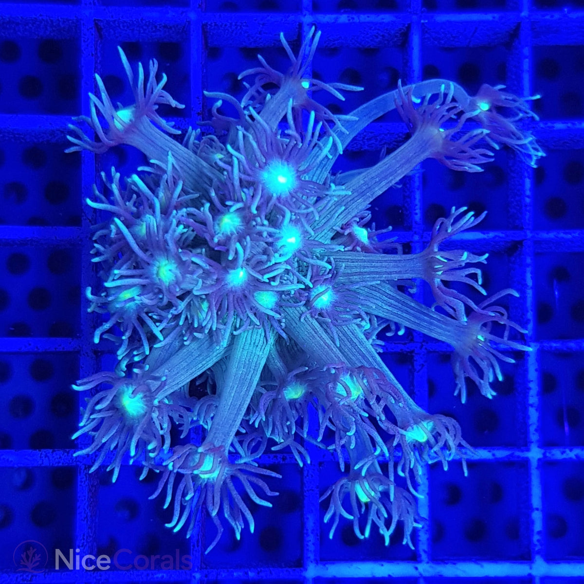 Goniopora