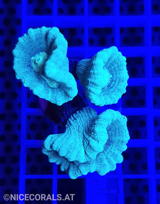 Caulastrea