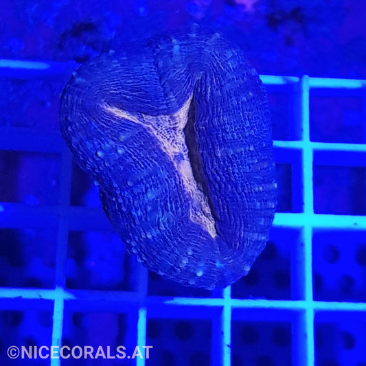Lobophyllia