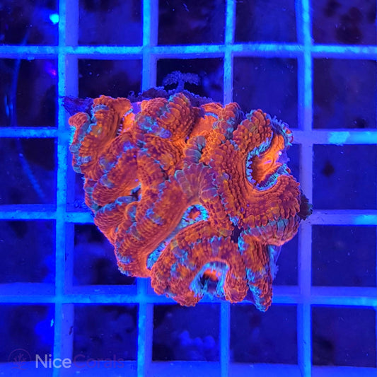 Acanthastrea