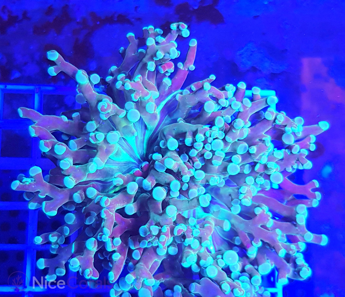 Euphyllia paradivisa