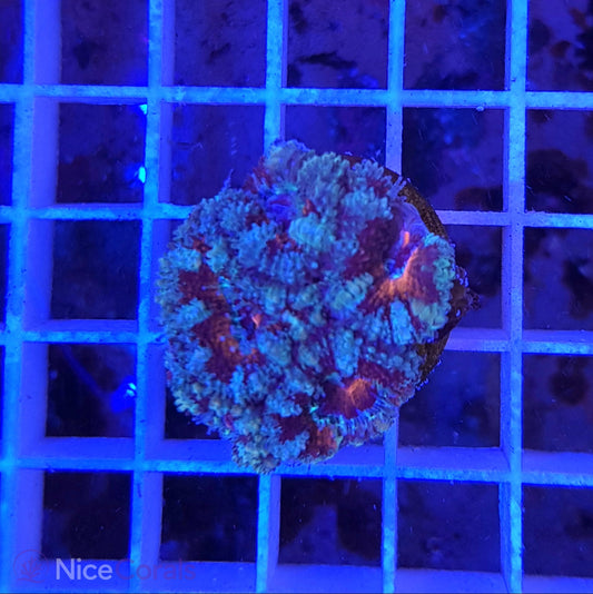 Acanthastrea