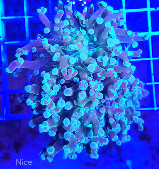 Euphyllia paradivisa
