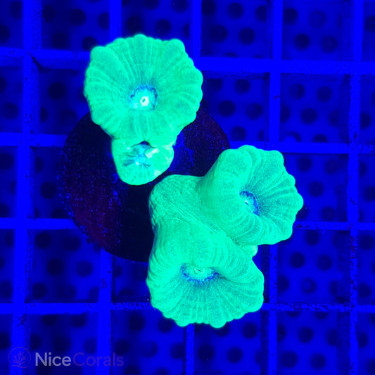 Caulastrea