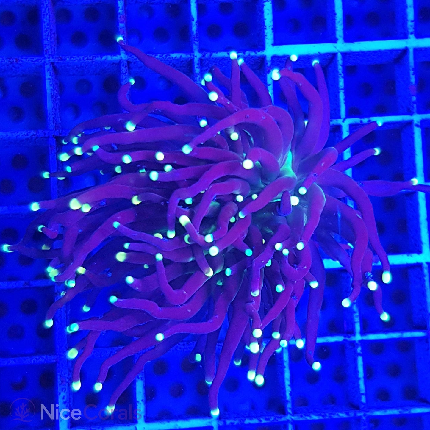 Euphyllia Black Torch