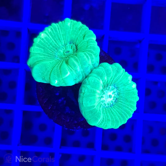 Caulastrea