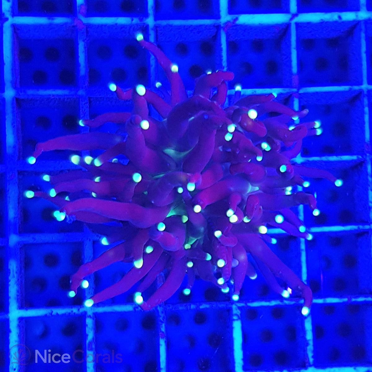 Euphyllia Black Torch