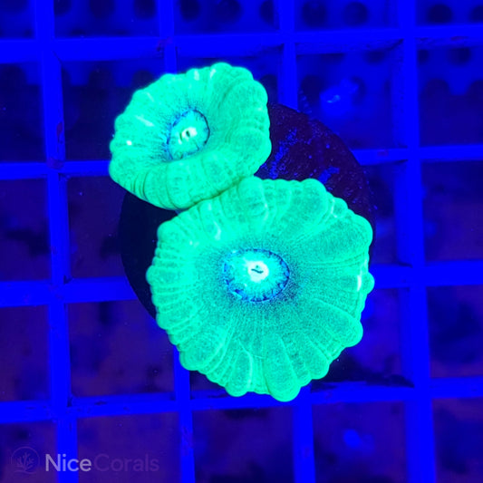 Caulastrea