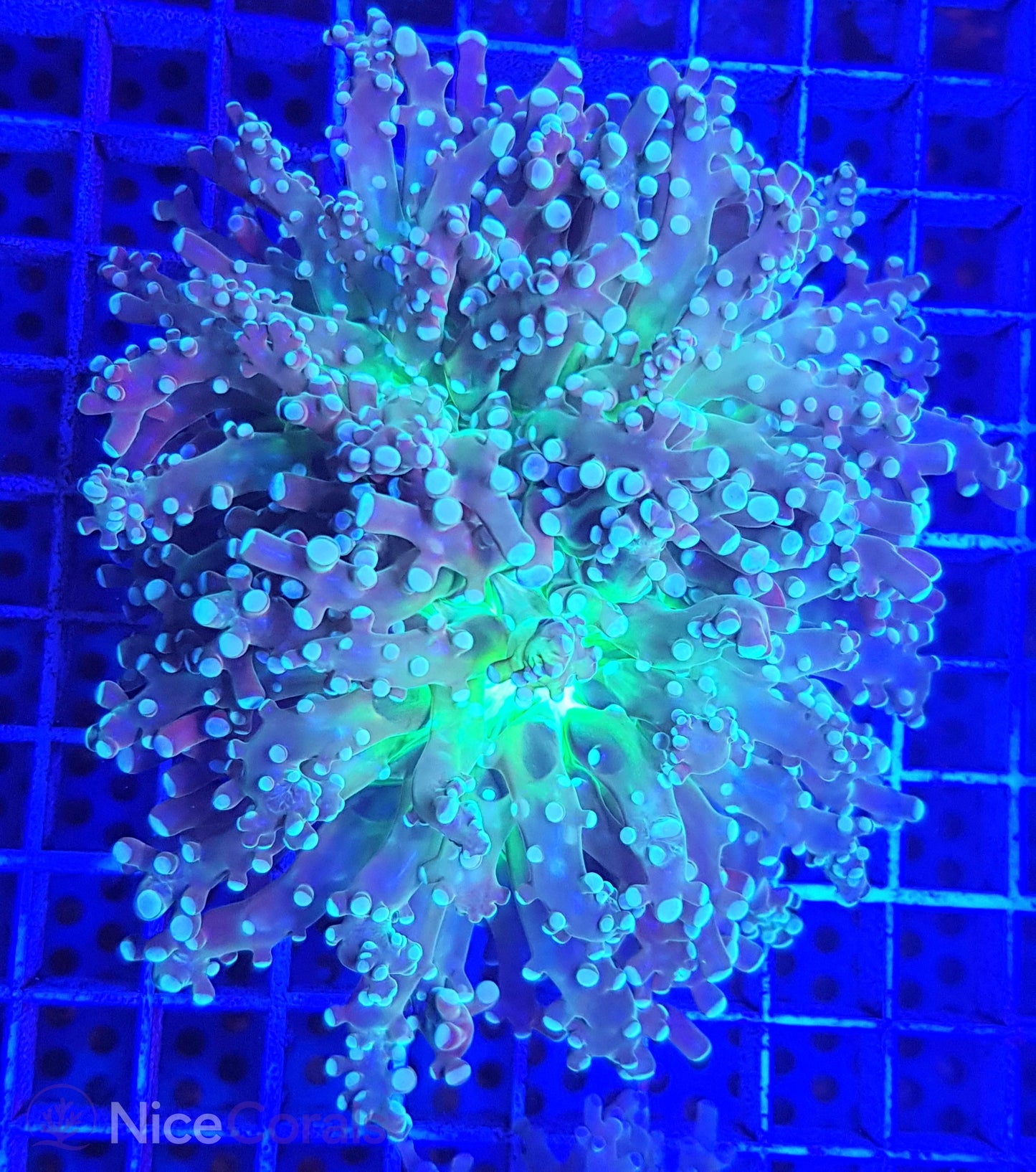 Euphyllia paradivisa