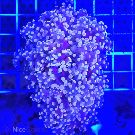 Euphyllia paradivisa