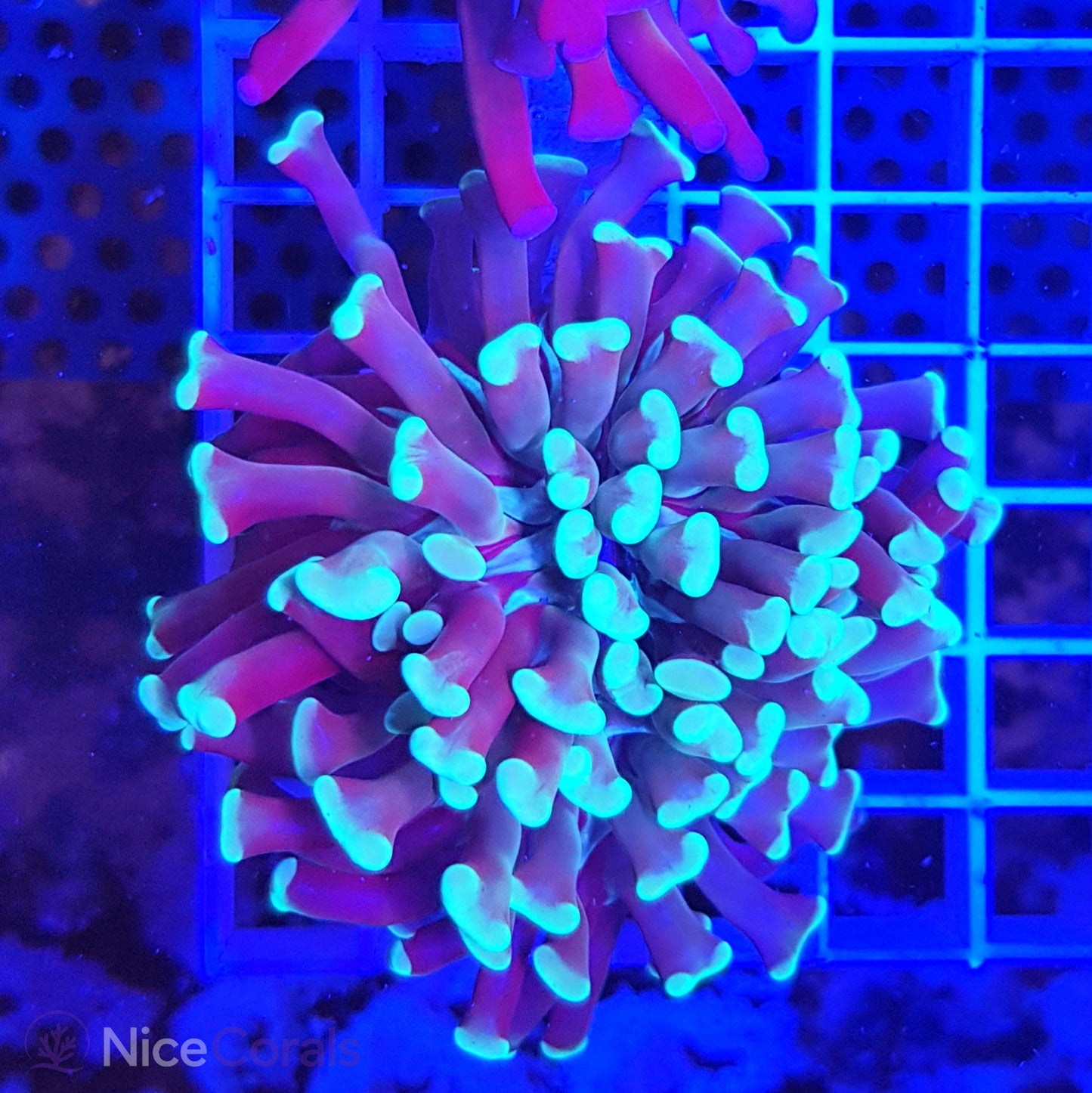 Euphyllia paraancora