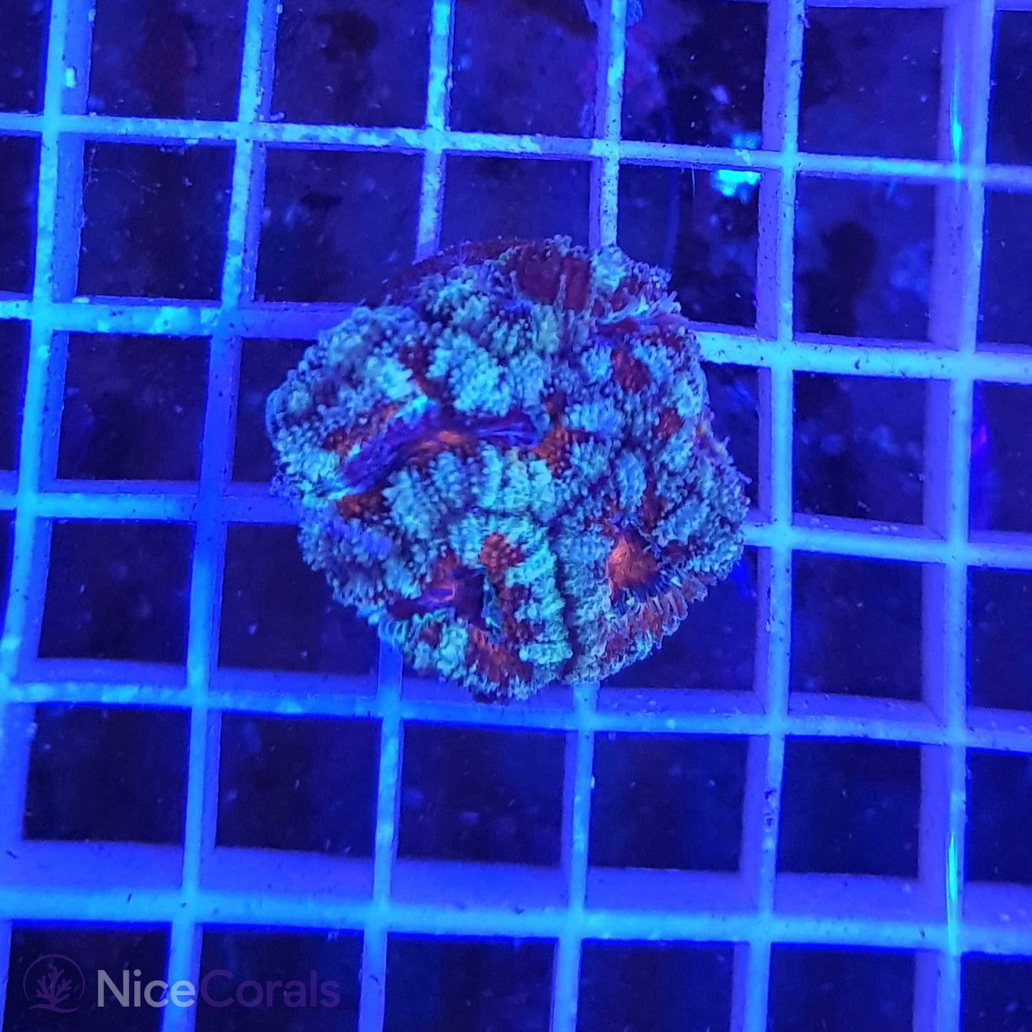 Acanthastrea