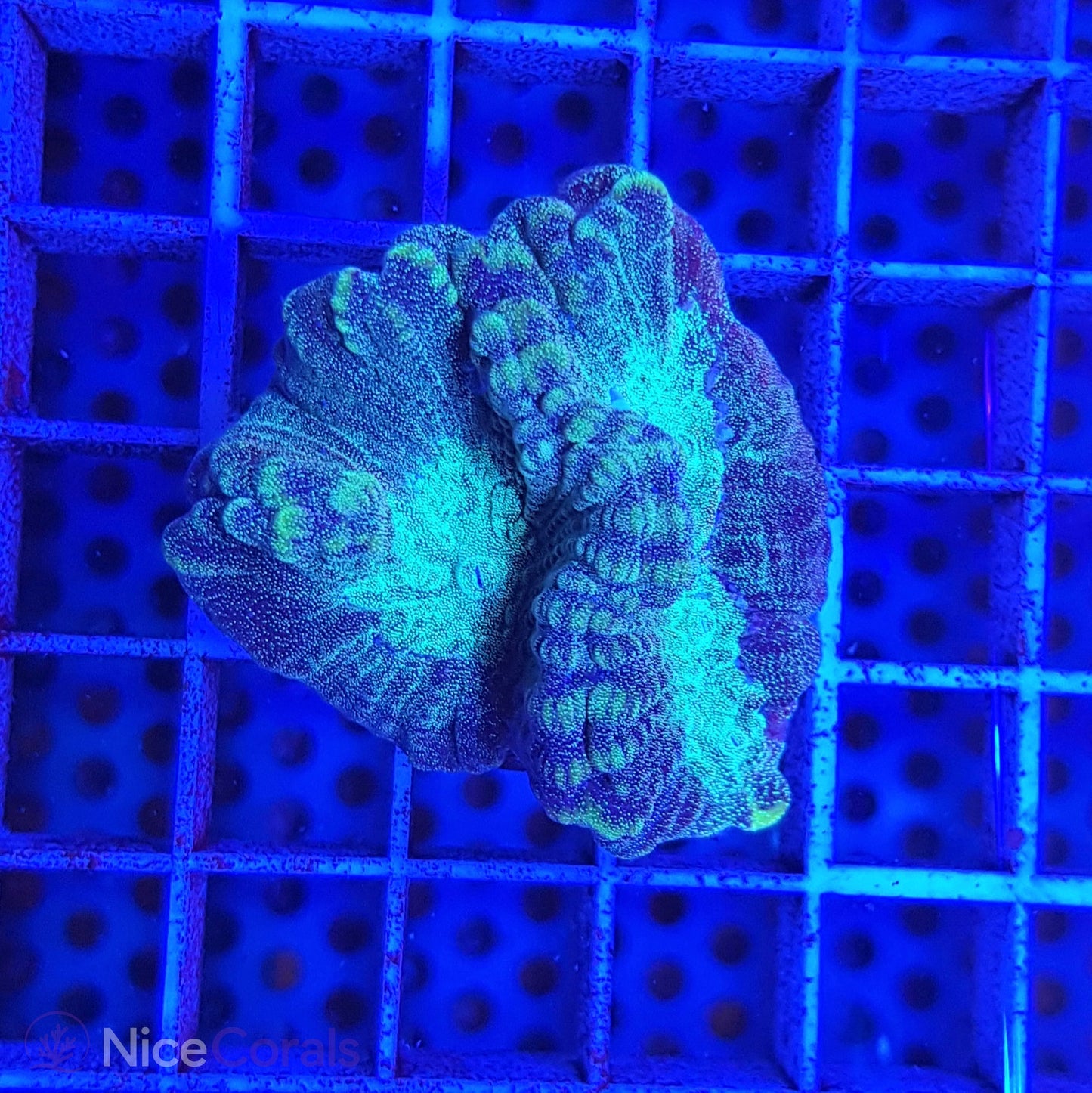 Oulophyllia