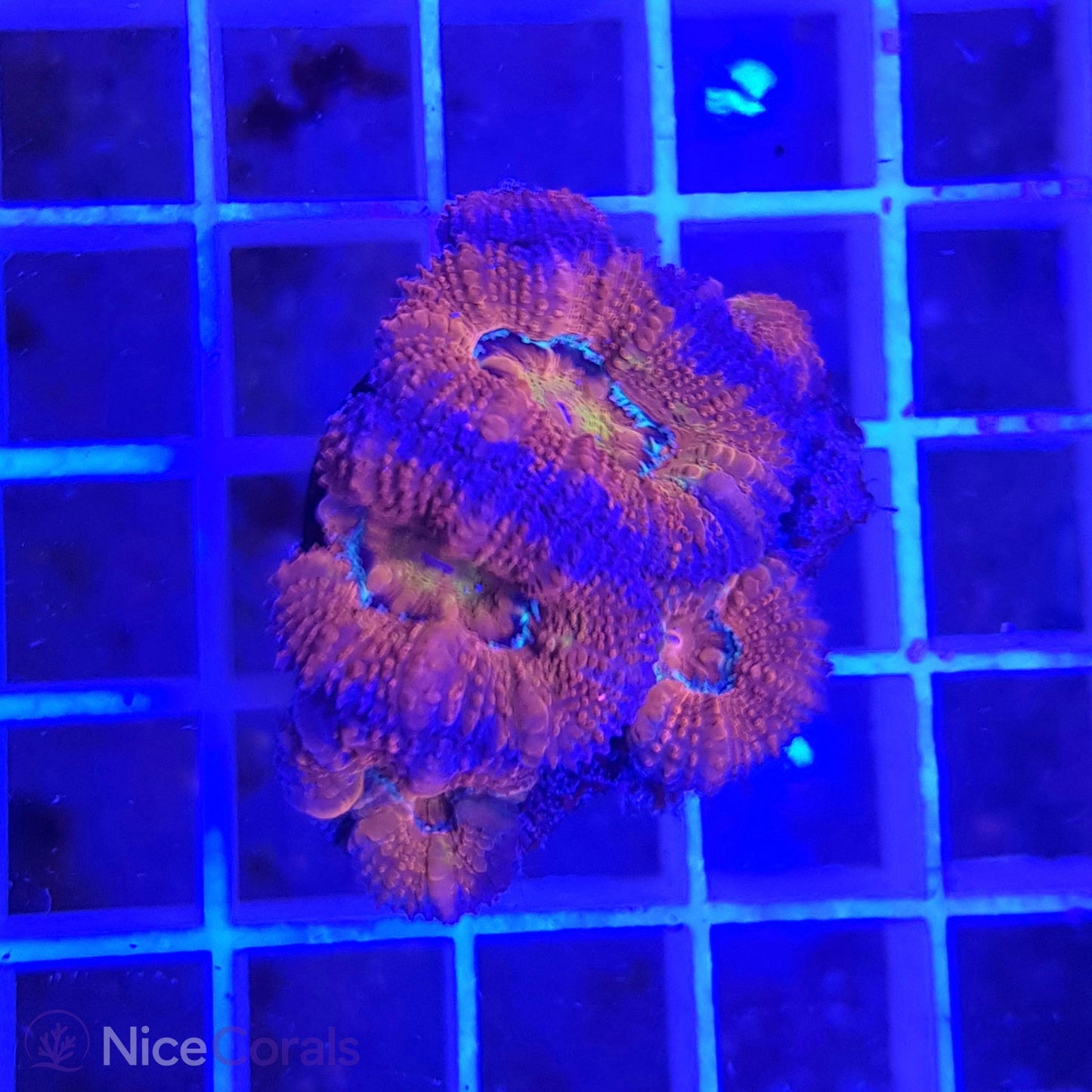 Acanthastrea