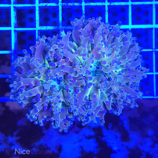 Euphyllia paradivisa