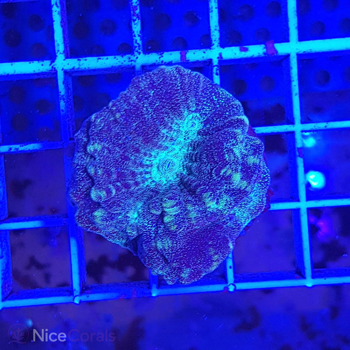 Oulophyllia