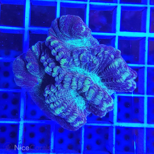 Oulophyllia