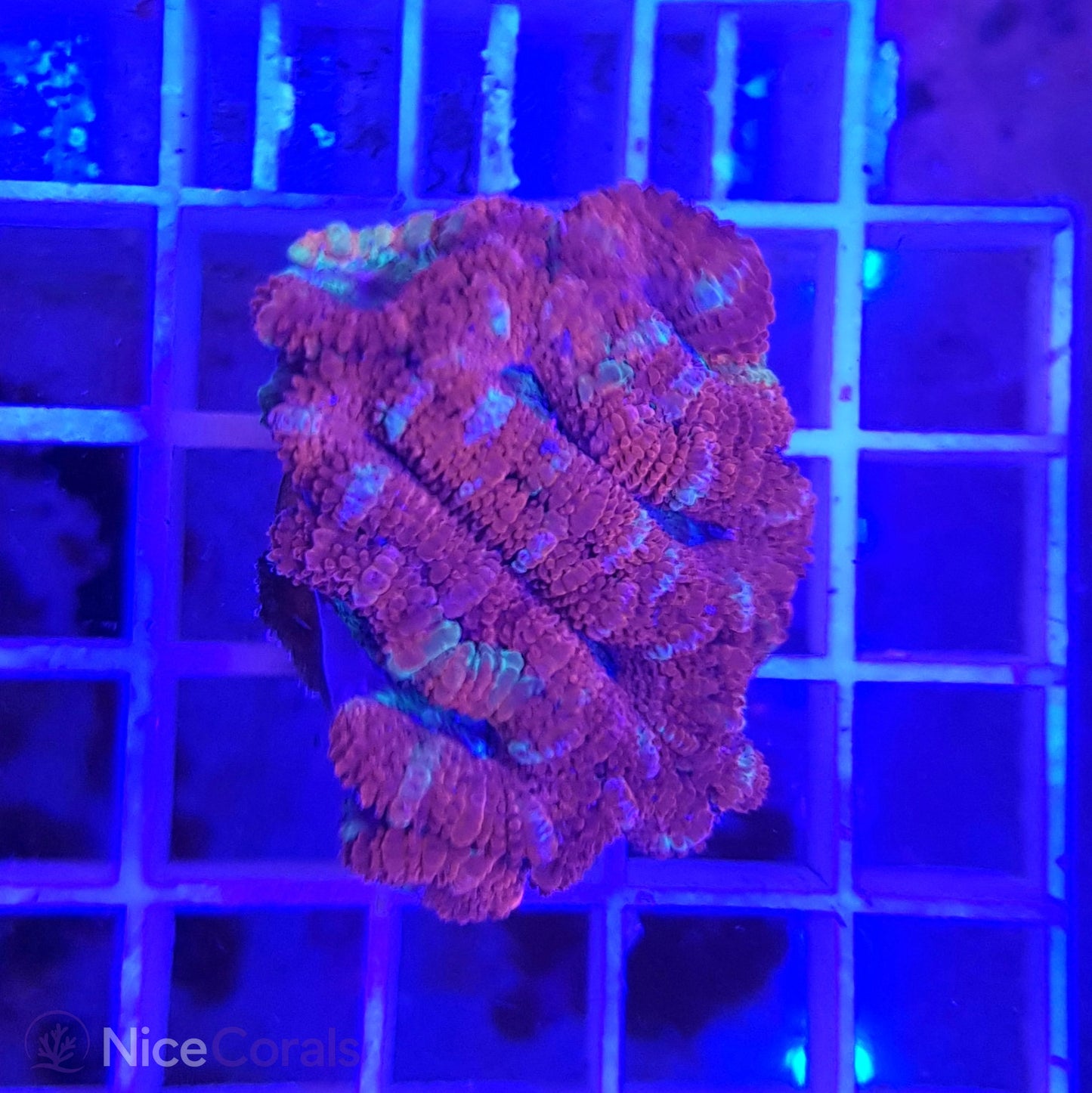 Acanthastrea